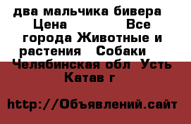 два мальчика бивера › Цена ­ 19 000 - Все города Животные и растения » Собаки   . Челябинская обл.,Усть-Катав г.